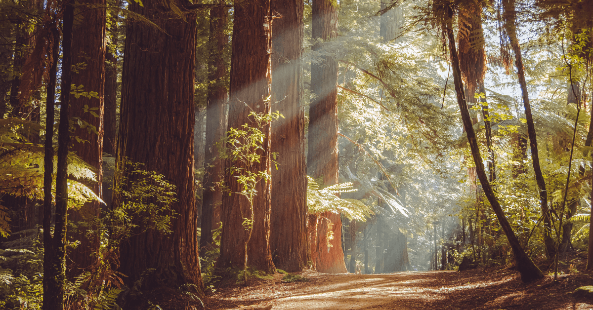 Redwood Sauna: The Ultimate Luxury Self-Care Retreat at Home